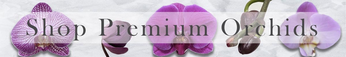 orchids banner